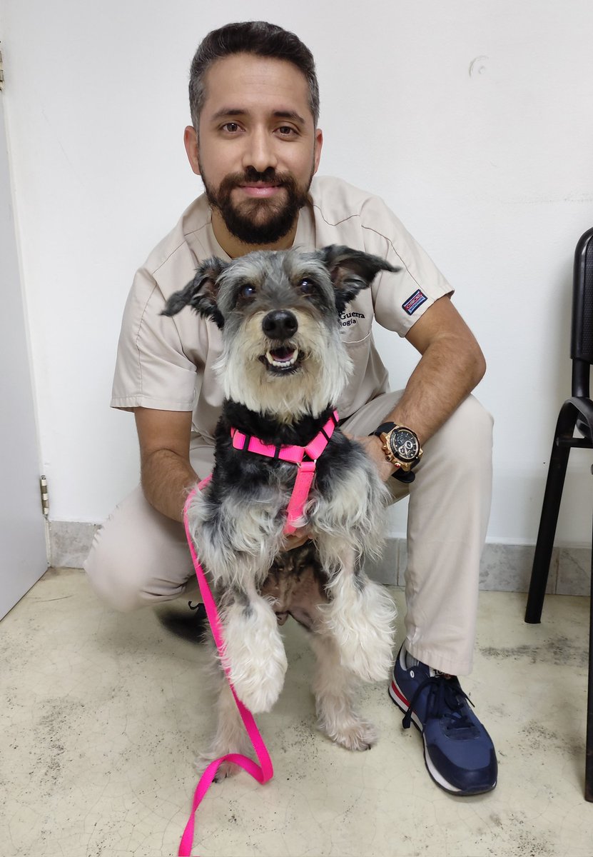 VetLosChorros's tweet photo. "Athenas" nos visitó para retirar los puntos de su cirugía por #piometra de hace unas semanas atrás.
Está completamente recuperada, ya es la viejita juguetona y feliz de siempre
#vetloschorros https://t.co/411m5tGmfP