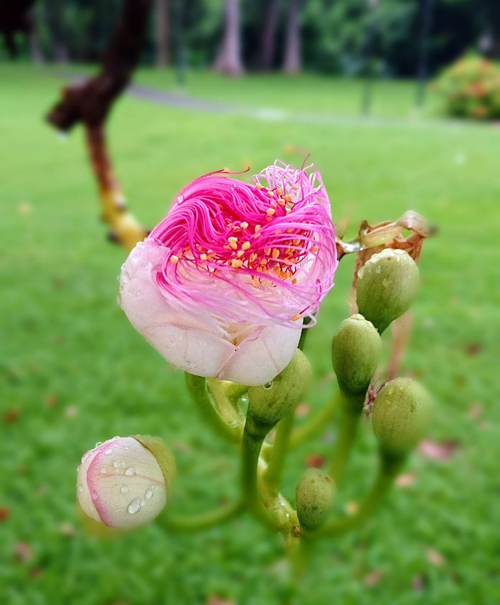 firozraja8's tweet photo. #FridayFreshness #FlowersPhotography #TweetoftheDay #Upclose #Rainsoaked https://t.co/LDgMH6oUUO