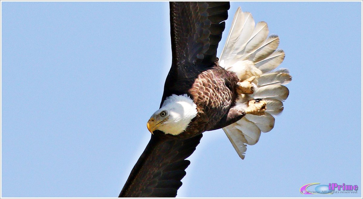 iPrimeNature's tweet photo. For the Success
#BaldEagle #Eagle #Wildlife #Nature #SusquehannaRiver #ConowingoDam
#iPrimeNature
Bald Eagle in April https://t.co/5XSXuYoEws