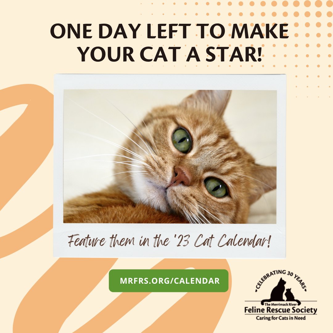 MRFRScats's tweet photo. There are only TEN spots left in the 2023 cat calendar! 🙀 If you've put off reserving your cat's space, you'd better get to it before someone takes your spot! The deadline is 5/1 - all cats welcome (not just MRFRS alum): https://t.co/e95wkWcsKH https://t.co/vvUygdapcX