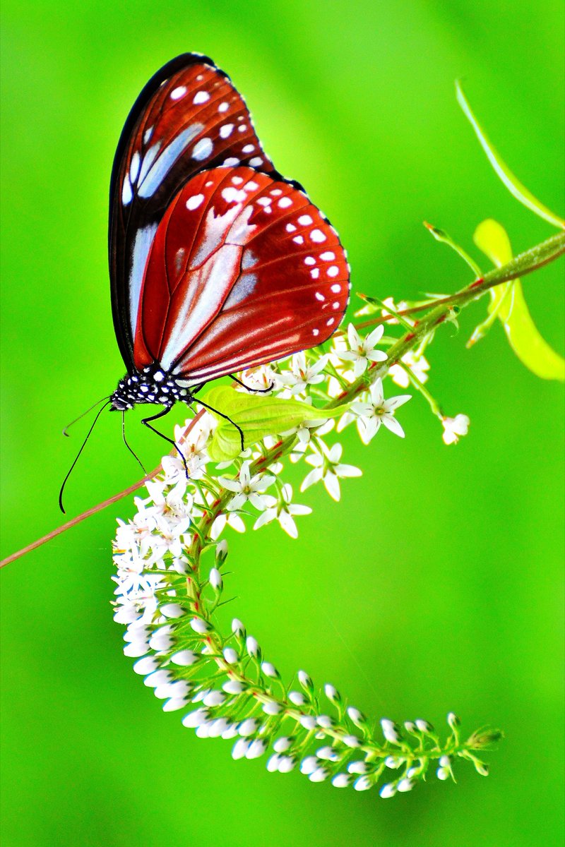 abs_cuts's tweet photo. Drawn to you...
#nature #photography #photo #animals #NaturePhotography #ThePhotoHour https://t.co/f1m1DgqSdD