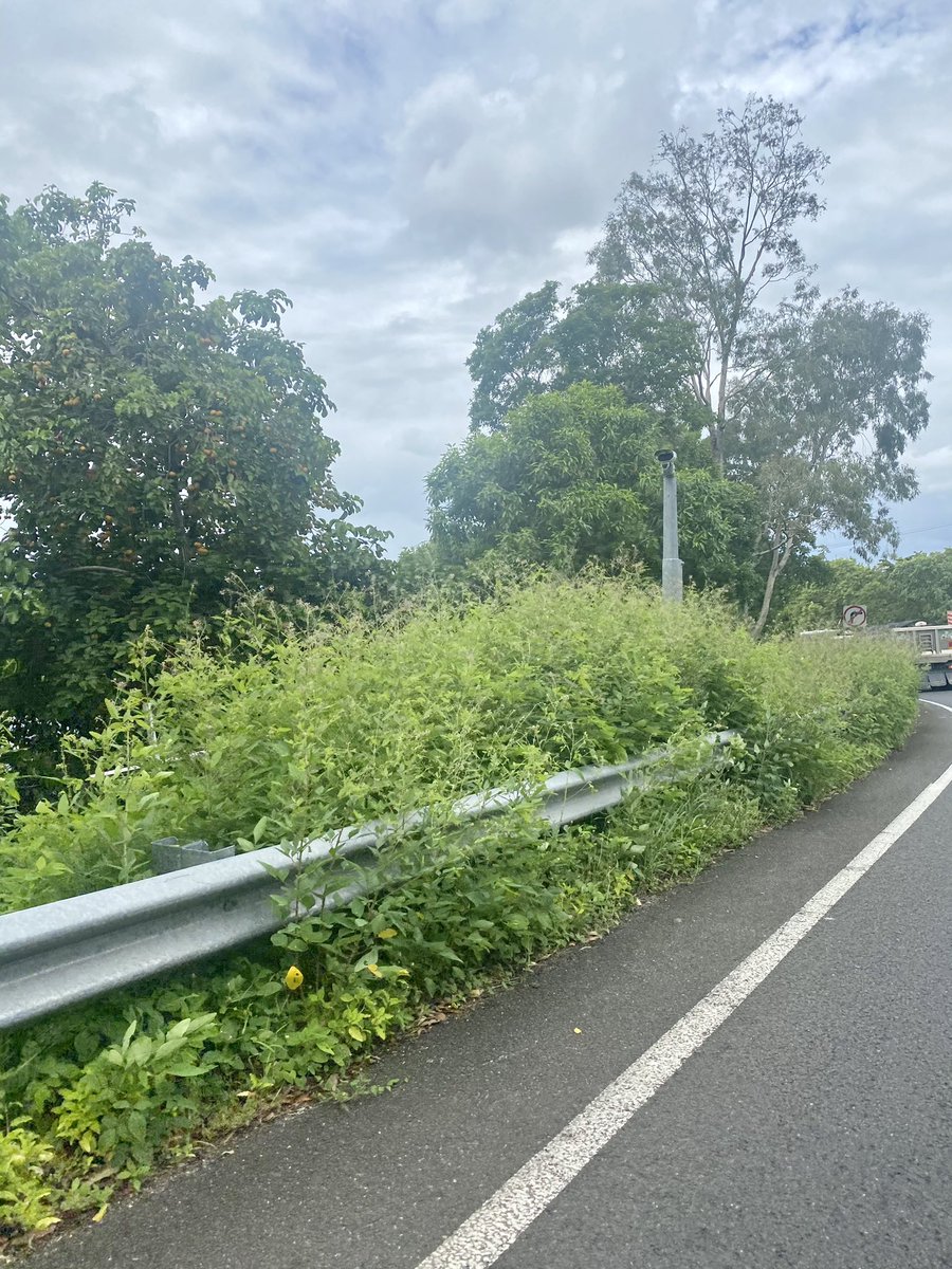 #Esplanade Herbicide labelled for use in non-crop areas, including around public service areas.  Download label, SDS and Technical Brochure here: bit.ly/3DbFFz0 #ivm  #rail #council #vegetationmanagement  #weeds #herbicide