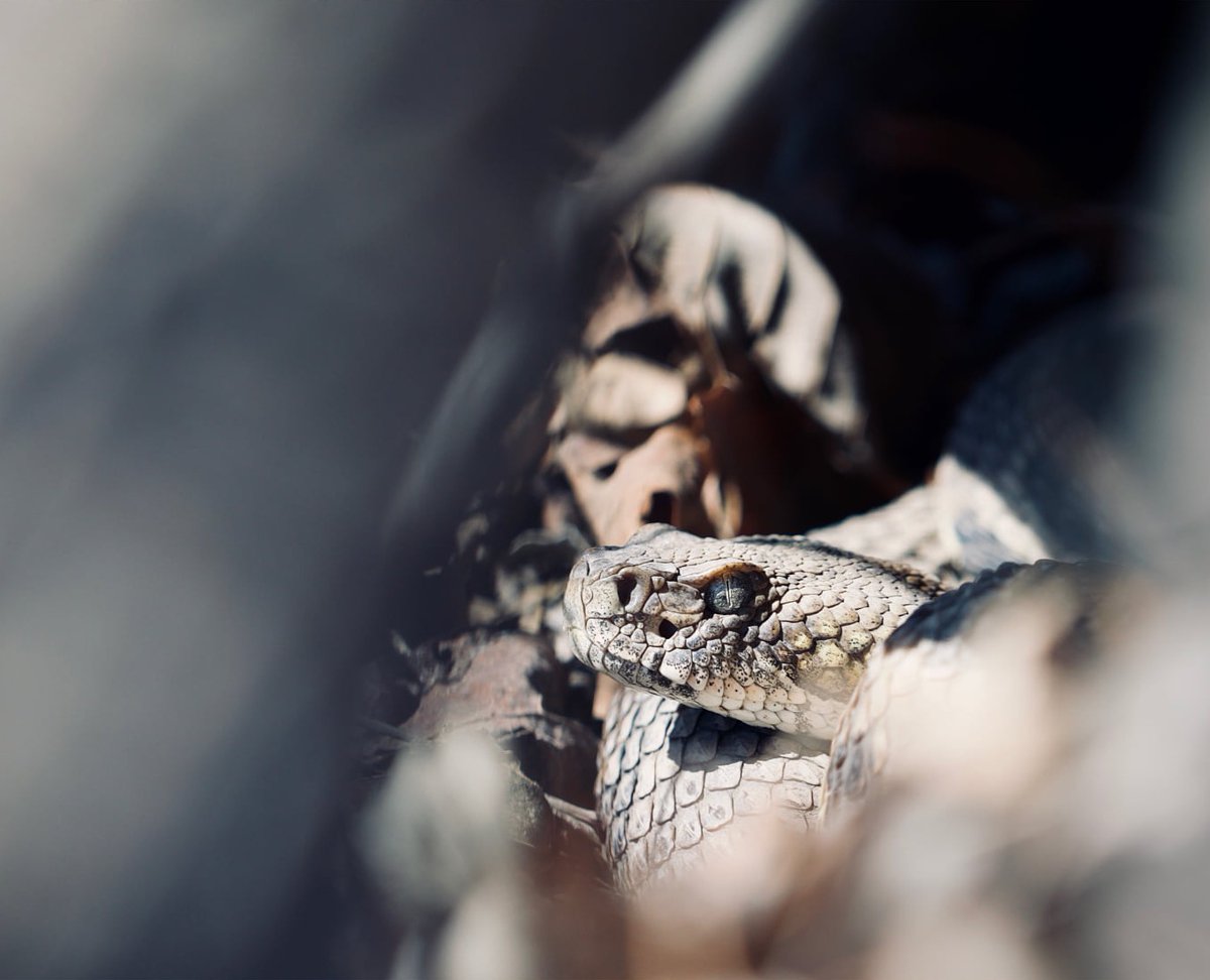 INHSPACELab's tweet photo. Ph.D. student Andrew Jesper's research focuses on developing a hibernacula niche model for the Timber Rattlesnake in Illinois and examining the species’ spring emergence phenology.
https://t.co/Ek5mbqx61X
#INHSPaCELab #INHS #Conservation #NGRREC https://t.co/qeTLlDFH2t