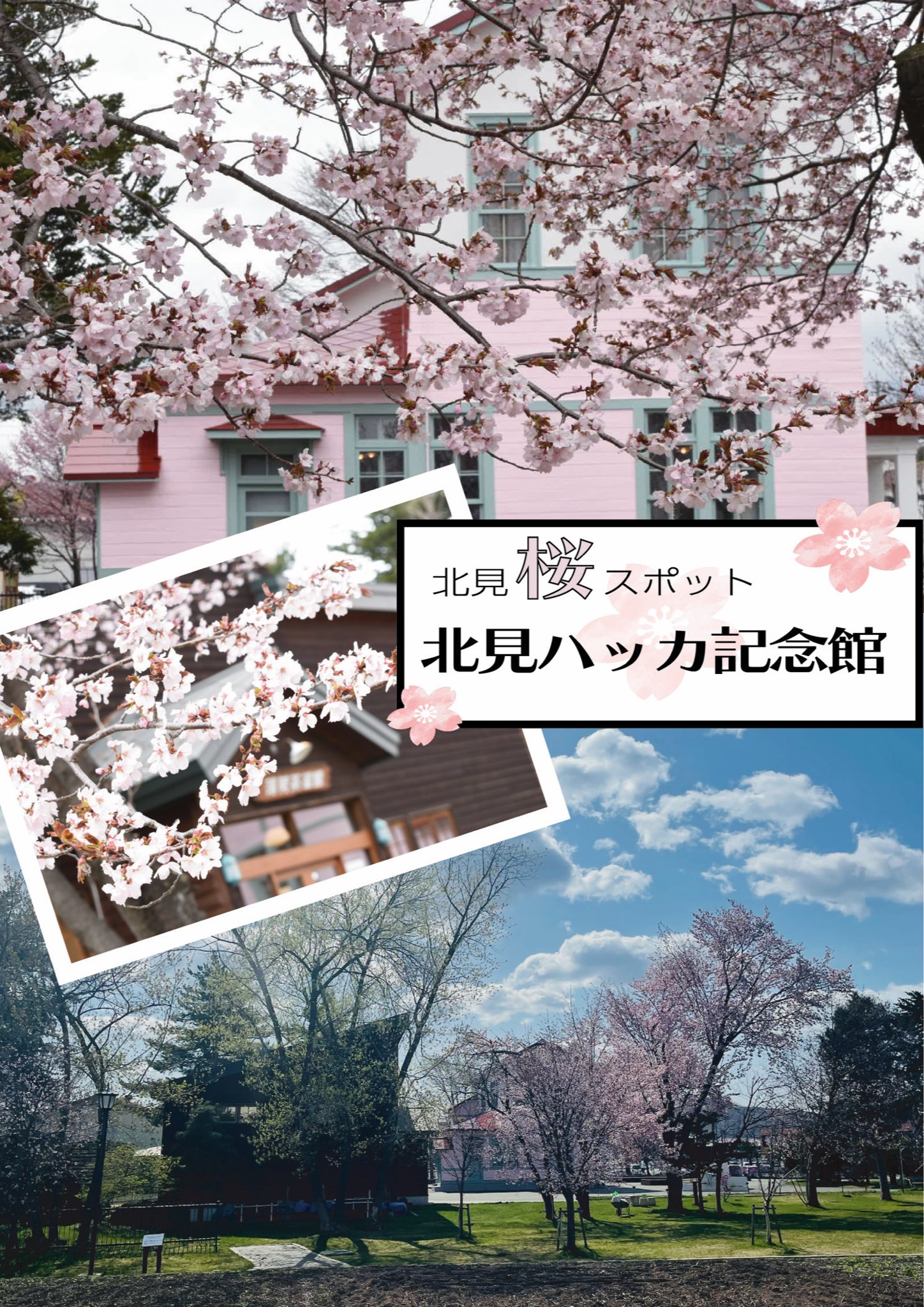 北見市観光協会 公式 北見市の桜情報 北見ハッカ記念館 北見薄荷蒸溜館 蒸溜館横の桜の木がとても大きく今が見頃となっています ピンク色の記念館の建物とリンクしていてとっても美しいです 記念館中のレトロな雰囲気も素敵ですよ 記念館は