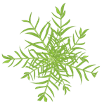 EnvuVMRuralANZ's tweet photo. #BrisbaneCityQld states Crowfoot grass  was recently ranked in the top 200 environmental weeds in south-eastern Queensland https://t.co/gUdTCaRmlM #crowsfoot #weedIdmonth #knowyourweeds #vegetationmanagement #herbicide https://t.co/DcHKqPc1fH