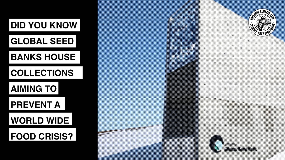 BrisbaneSave's tweet image. Did you know global seed banks house collections aiming to prevent a world wide food crisis? 
​#seedbanks #foodsystemchange