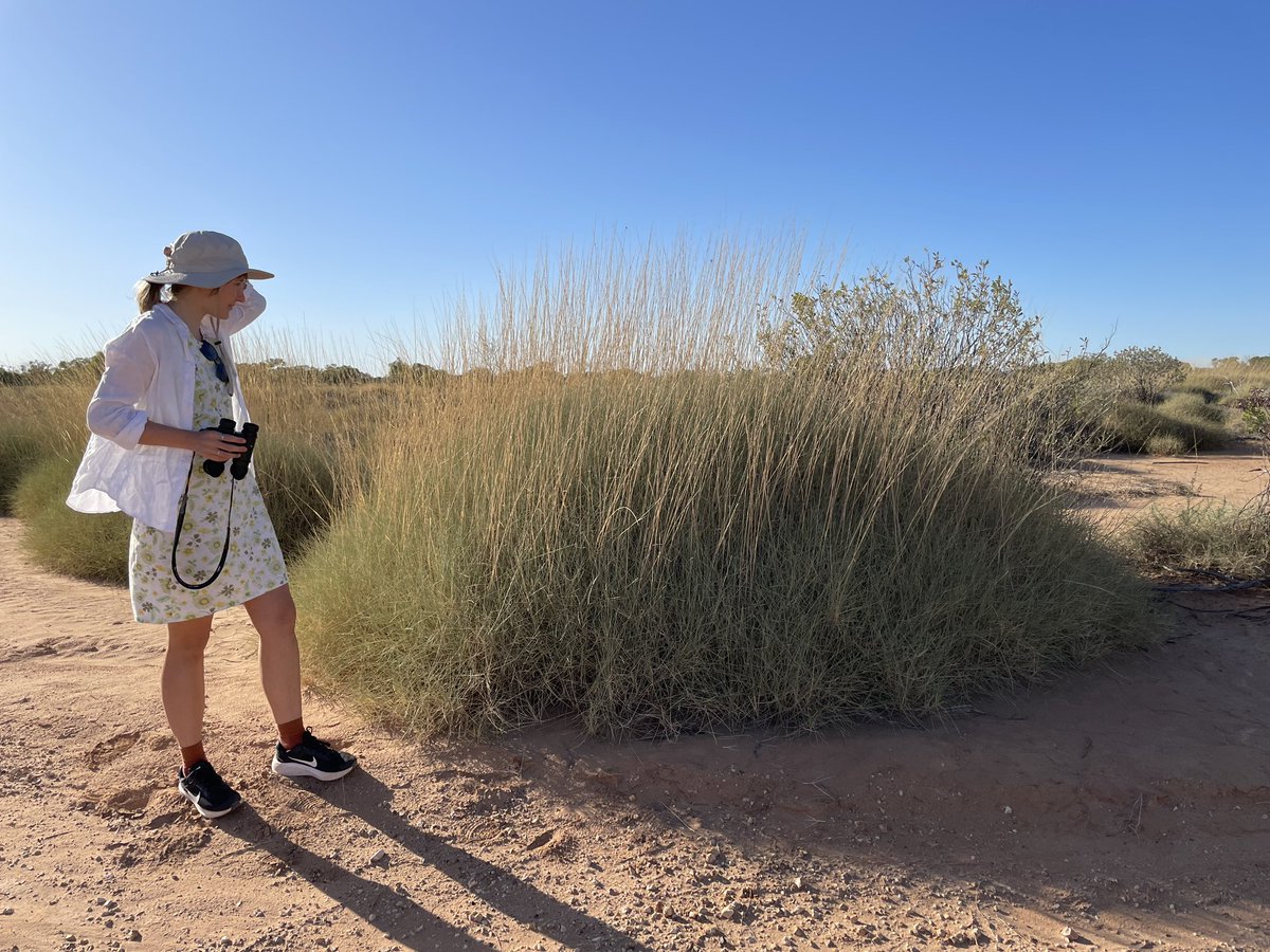 ecologyemma's tweet photo. Spectacular spinifex on Koa Country ✨ many wonderful spinifex pigeon sightings of course! #WildOz https://t.co/RGDSuKyd3I
