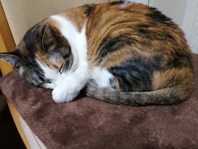 ログインボーナス 