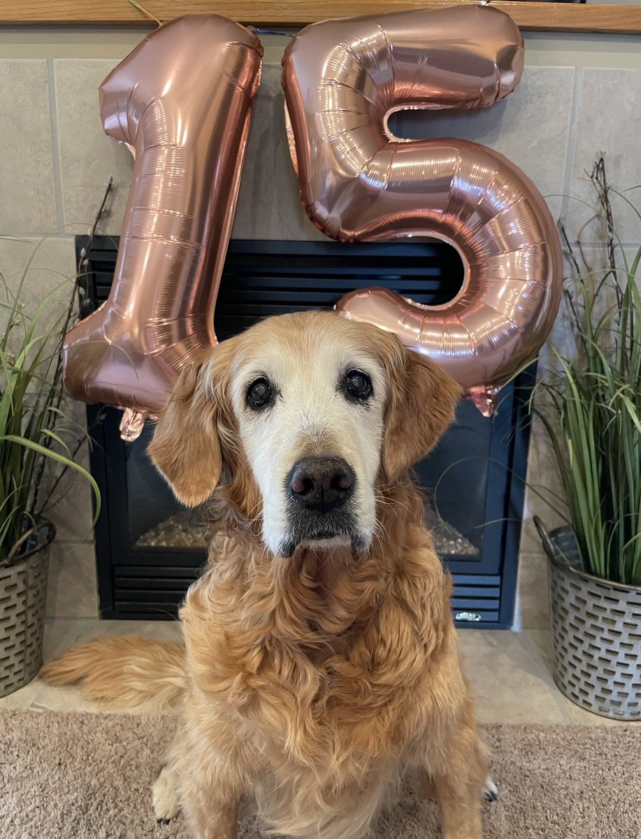 candicereneee's tweet photo. This is 1️⃣5️⃣. My best girl sure makes 1️⃣5️⃣ look great. #stillcrushingit #bestgoldengirl #mywholeheart #myforeverpup 💕🐾🎉💕 https://t.co/wLNnzk1DM9