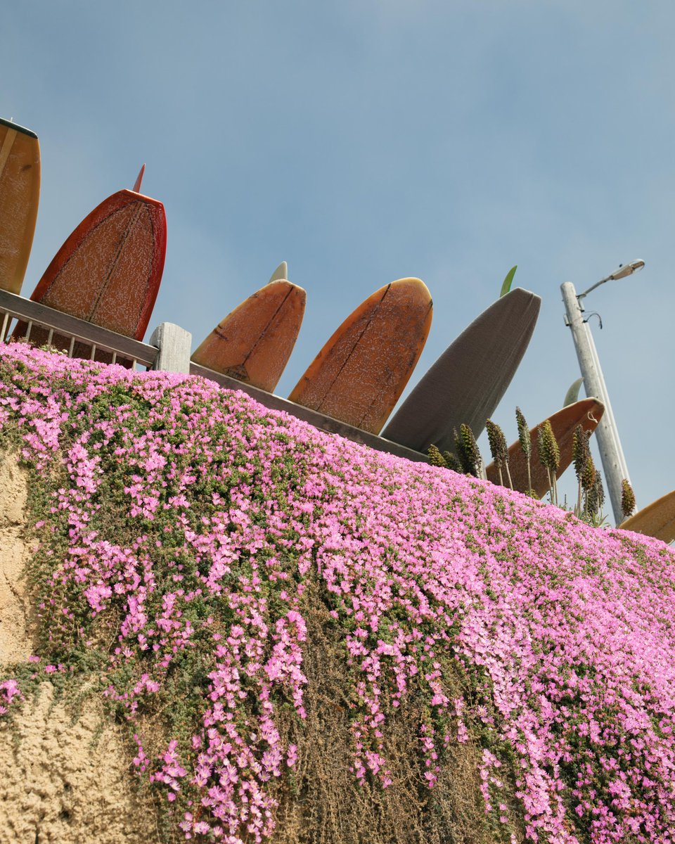 daniel gorostieta tweet media