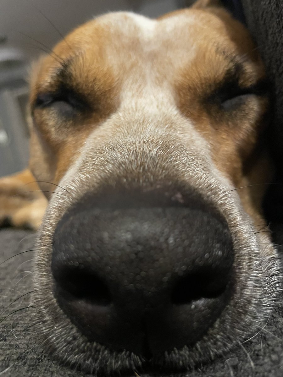RandyWiggles's tweet photo. ZONKED 💤 😴 🐶 https://t.co/yZUGrBLyCk