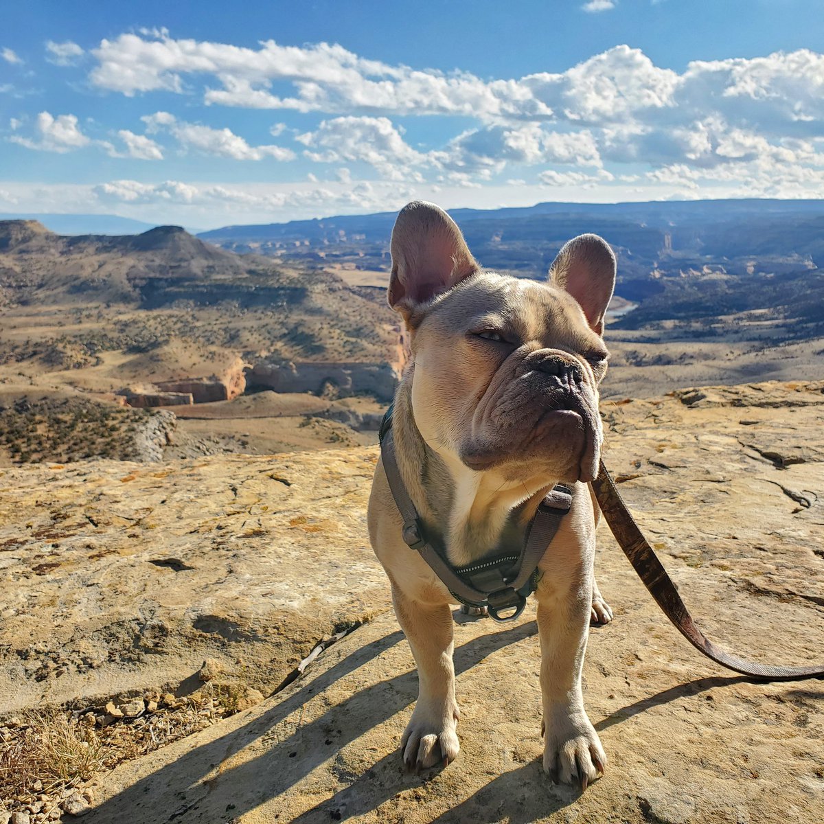 MsMeowgiMeows's tweet photo. @0xStryker Could never understand how people could love a dog like a child until this little dude. https://t.co/7UfP2RWrbp