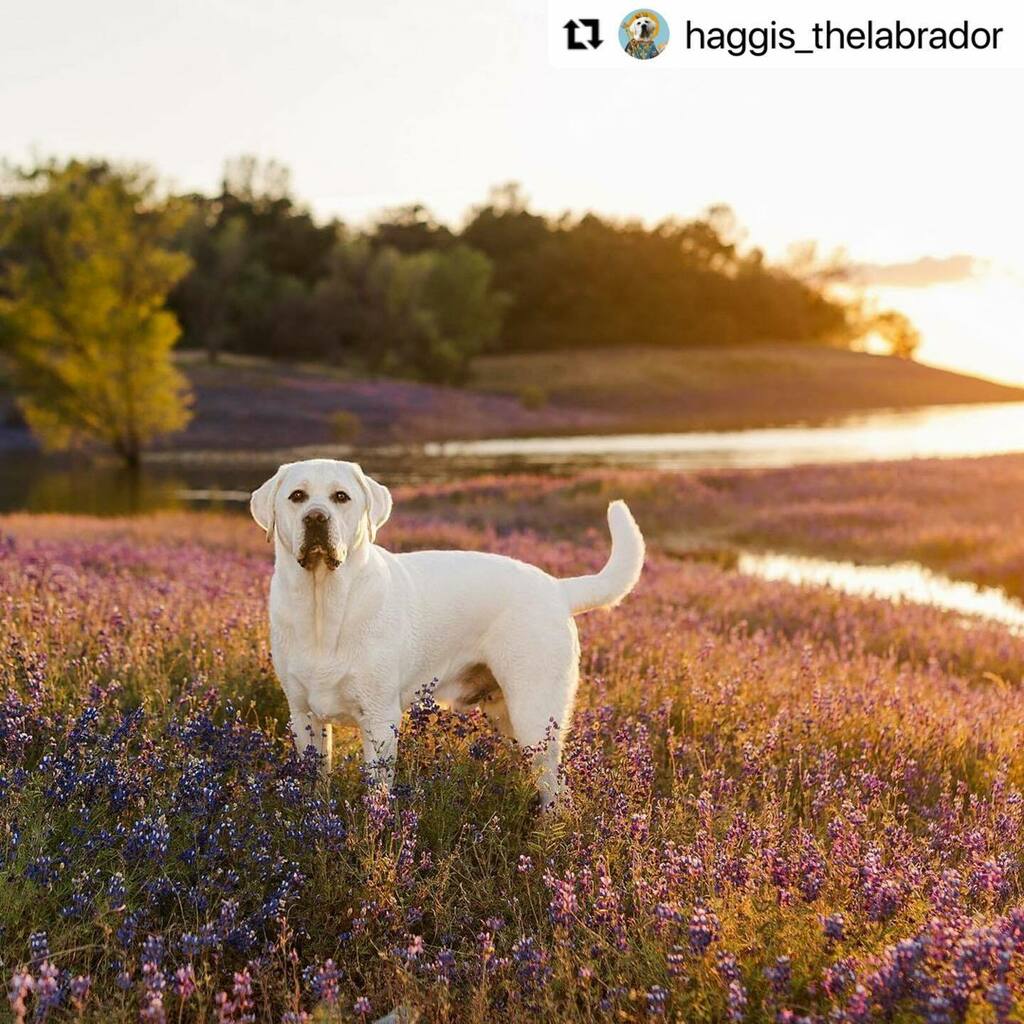 DogsSac's tweet photo. Gorgeous 💜💜
.
.

#Repost @haggis_thelabrador with @make_repost
・・・
“I want to work like a dog, doing what I was born to do with joy and purpose. I want to play like a dog, with total, jolly abandon.” - Oprah Winfrey
.
.
Special thanks to @tpphoto… https://t.co/aZ0tX8djku https://t.co/07CnnKLhro