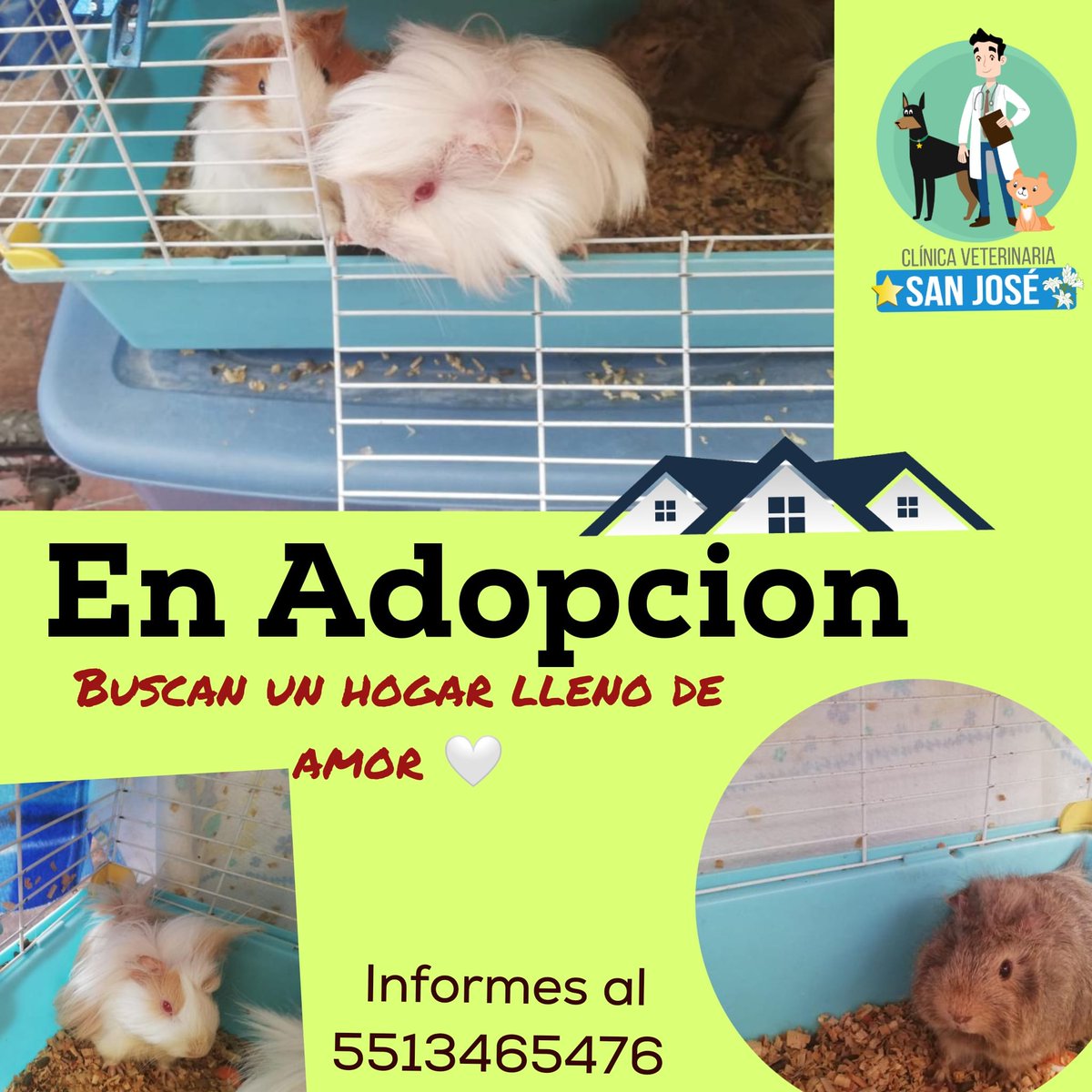VetSnJose's tweet photo. Ayúdanos a encontrarles el mejor hogar. 🏡 
Más informes al 5513465476

Si no puedes adoptar alguno ayudalos compartiendo ❤️ https://t.co/yuL5hc36Pv