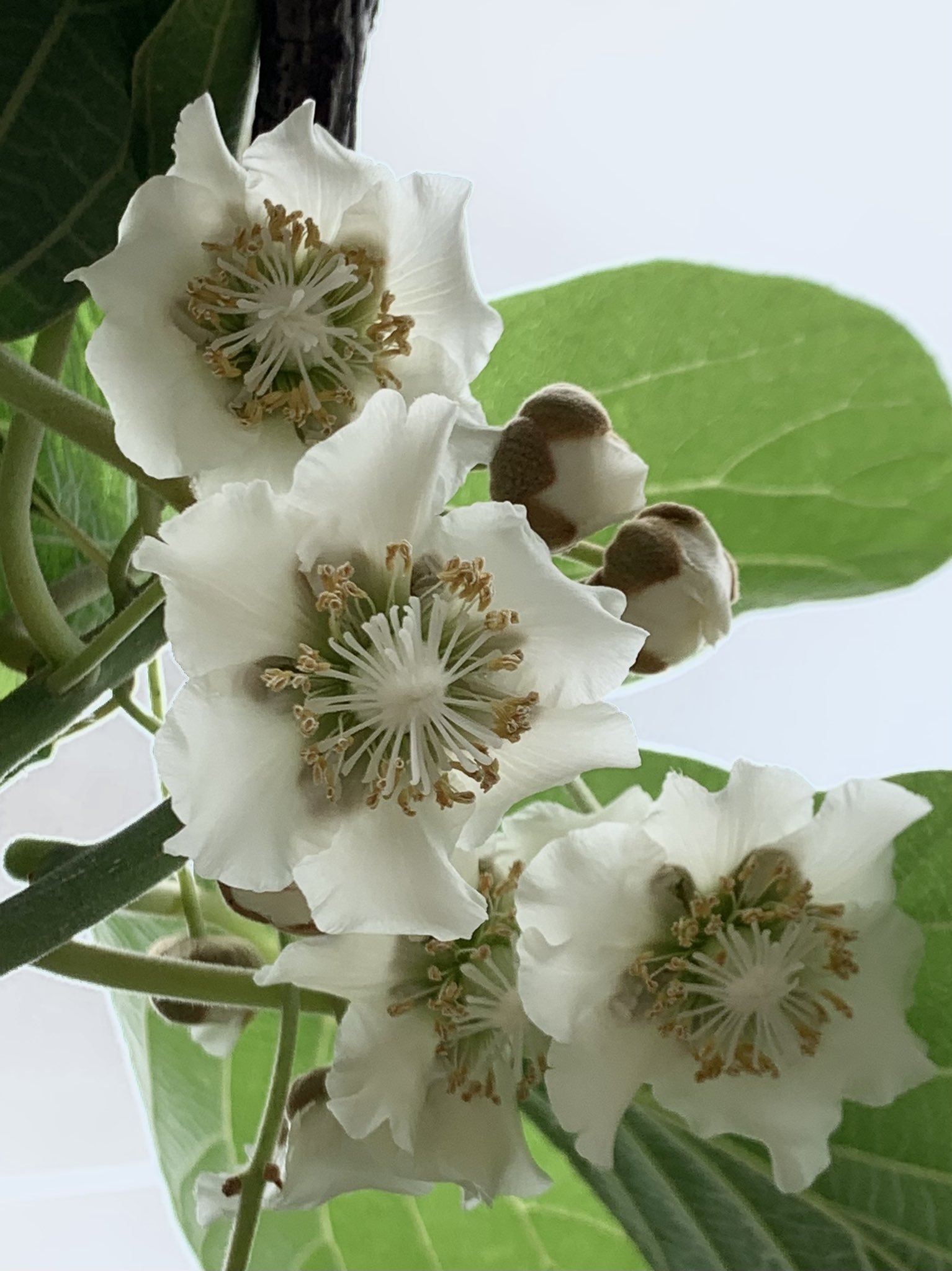 りゅうさん キウイの花 マタタビ科マタタビ属 シナサルナシ オニマタタビ という 長江流域などの中国中部原産の植物が1904年にニュージーランドに移入栽培改良 日本における花期は5月頃 耐寒性があり冬期の最低気温 10 程度の地域でも栽培が可能