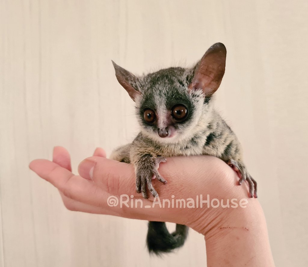 Animal House 凜 Rin Animalhouse Twitter
