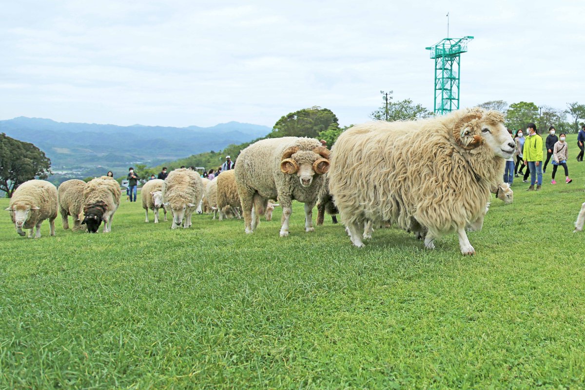新登場‼／ GW早朝限定「ひつじの出勤タイム」開催中☆ 世界各国から