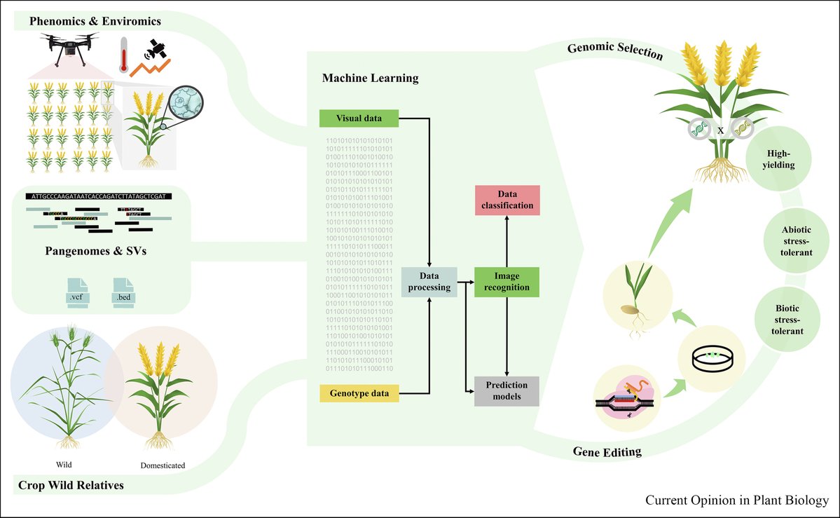 BatleyLab's tweet photo. Our latest review 'Advancing designer crops for climate resilience through an integrated genomics approach' is fresh out of Current Opinions in Plant Biology, led by talented final year PhD Student @ShuMSaad 

Read here: https://t.co/pckILuzXp8 https://t.co/caUOK8Q0Si