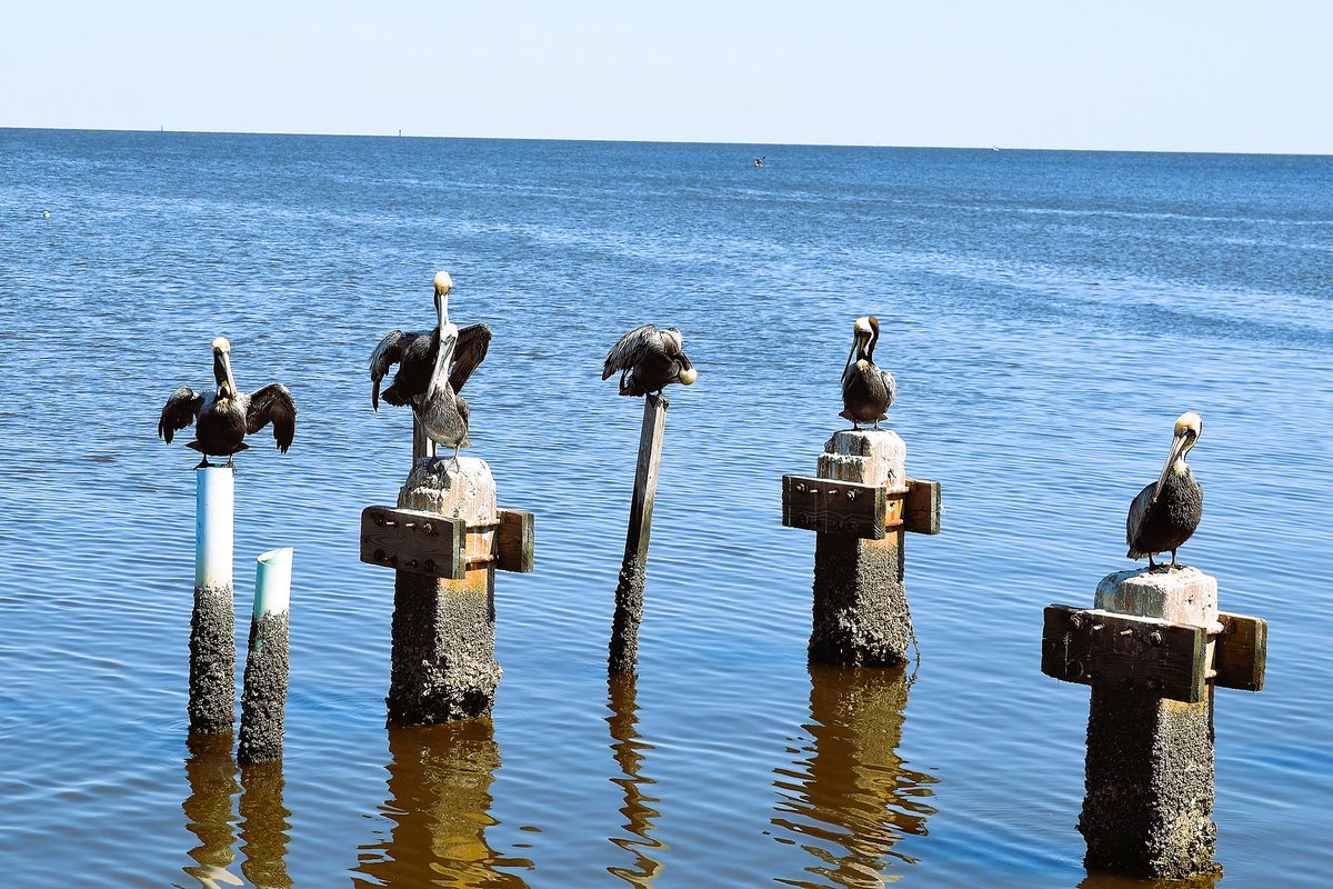 tidewatertours's tweet photo. Whether you are #birdwatching from the shore, the National Wildlife Refuge or at @tidewatertours. You will be amazed at the bird species varieties here in #CedarKey.
.
🌊#TidewaterTours #cedarkey #cedarkeyflorida #comeseeus #lovecedarkey #hiddencoast #islandlife #travel #saltlife https://t.co/FRZOZqvkjm
