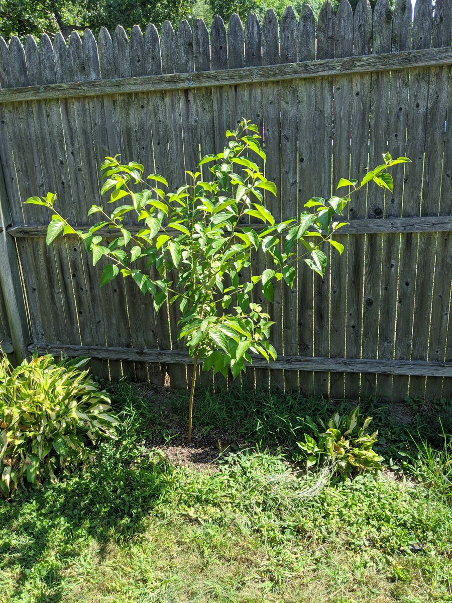 mlsanzo's tweet photo. @blackforager This red twig dogwood that was once just a stick and a little bit of hope. https://t.co/lussD806TI