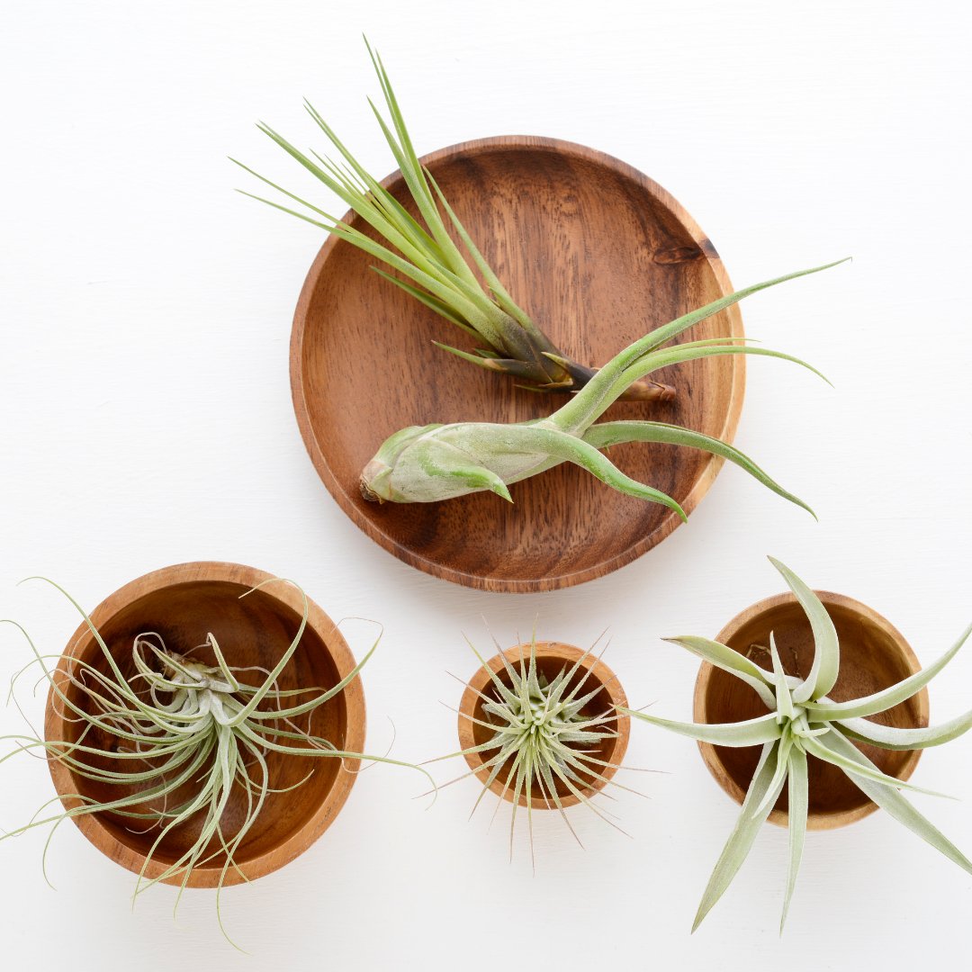 HouseplantJoy's tweet photo. New plant addition: air plants 😍 😍 😍 

Follow us for more houseplant and home decor inspo!

Visit and subscribe here: https://t.co/PFhK9ssp0c

#indoorplants #houseplant #homedecor #plantfeed #plantinspiration #plantcare https://t.co/wfeiRME5x2