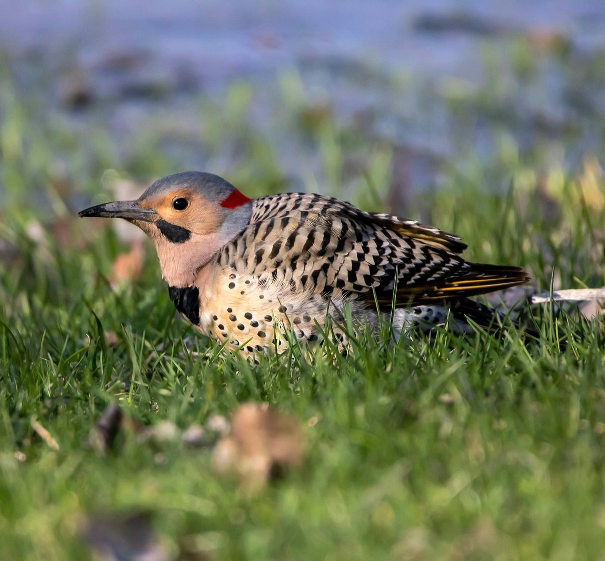 Kelly Flanagan Wildlife Photos tweet media