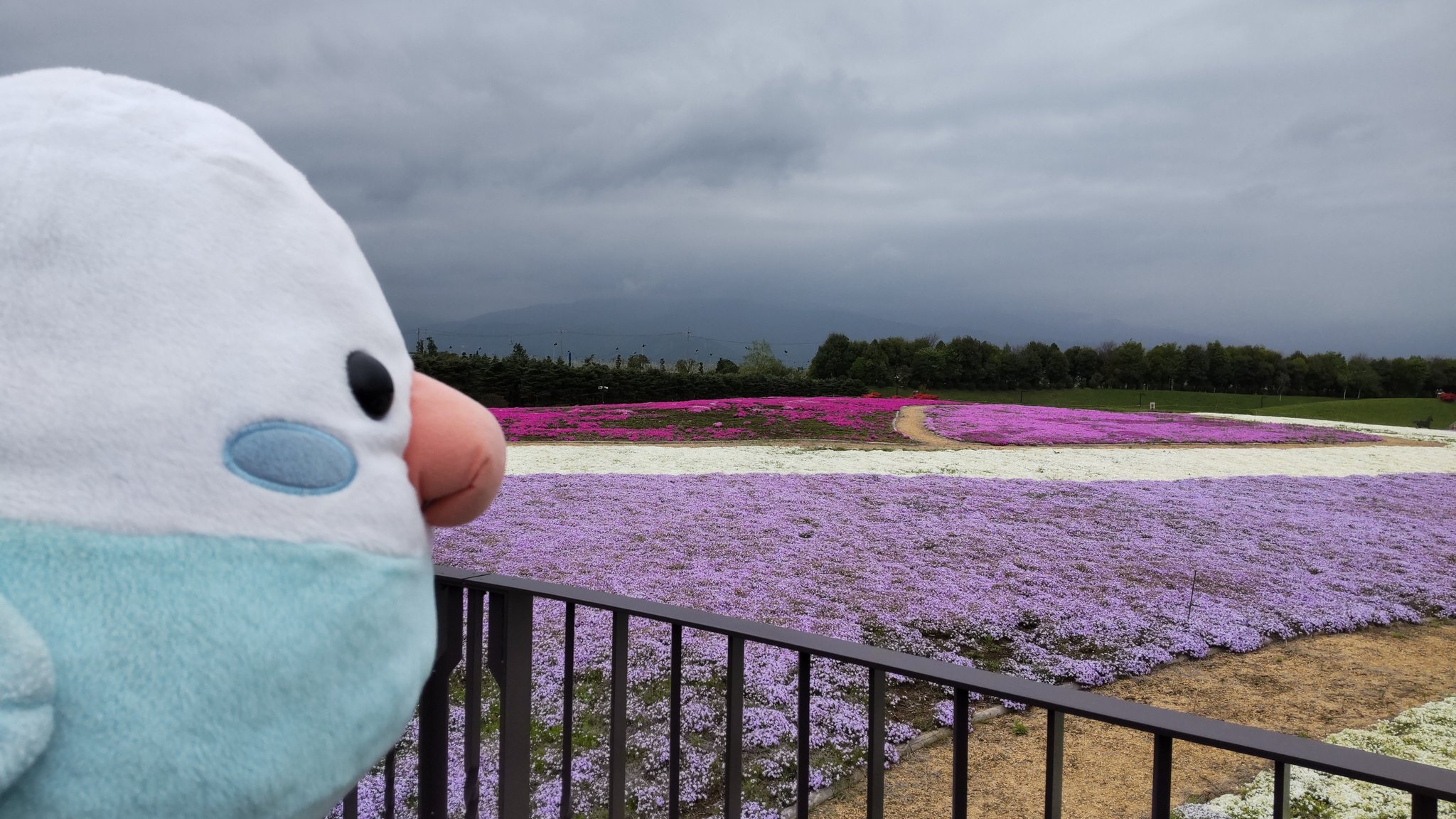 おーた 近くの公園で芝桜を見たで あいにくの天気やけど キレイやな ことり隊 T Co 3fce3mc2zc Twitter