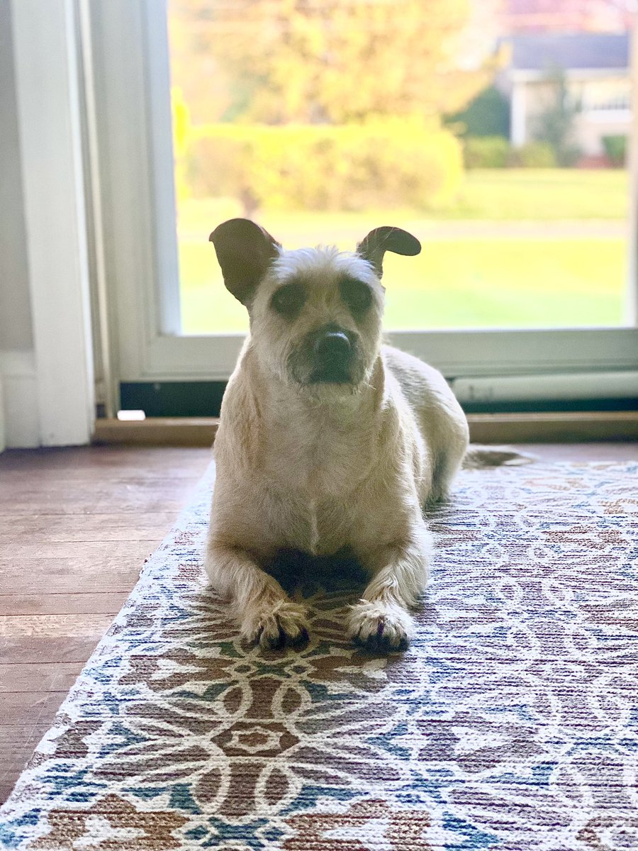 mfj105's tweet photo. @jengolbeck This is Nuggs. She’s a Guac fan. https://t.co/gXN5ODlCmj