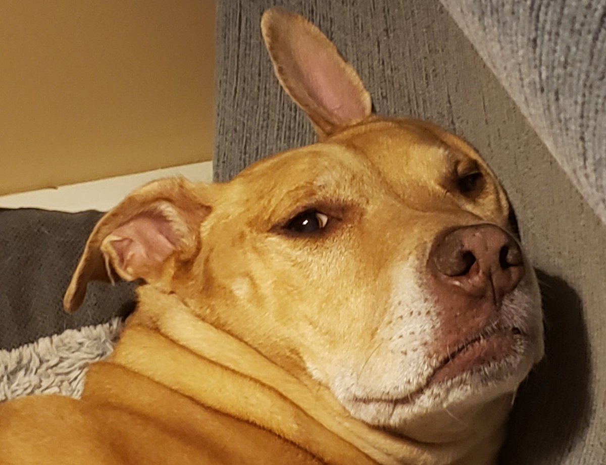 Isn't my puppy baby just the most elegant and beautiful? She is ten years young this month. Give her a boop if you think she is cute! (PS. she is snoring while staring at me in this photo.) #dogsoftwitter