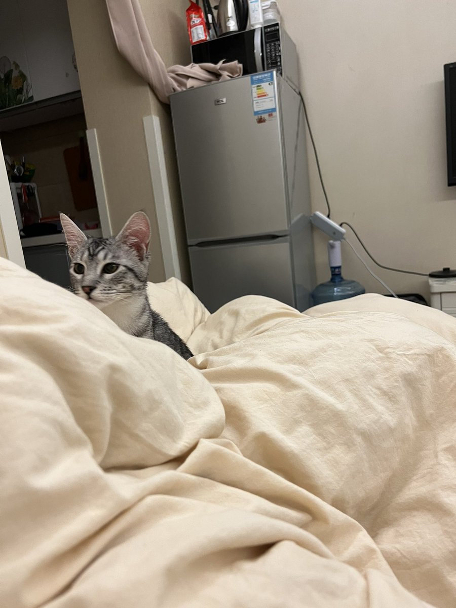 r_riversidee's tweet photo. 可爱猫咪 https://t.co/D2NvOMj9Ml