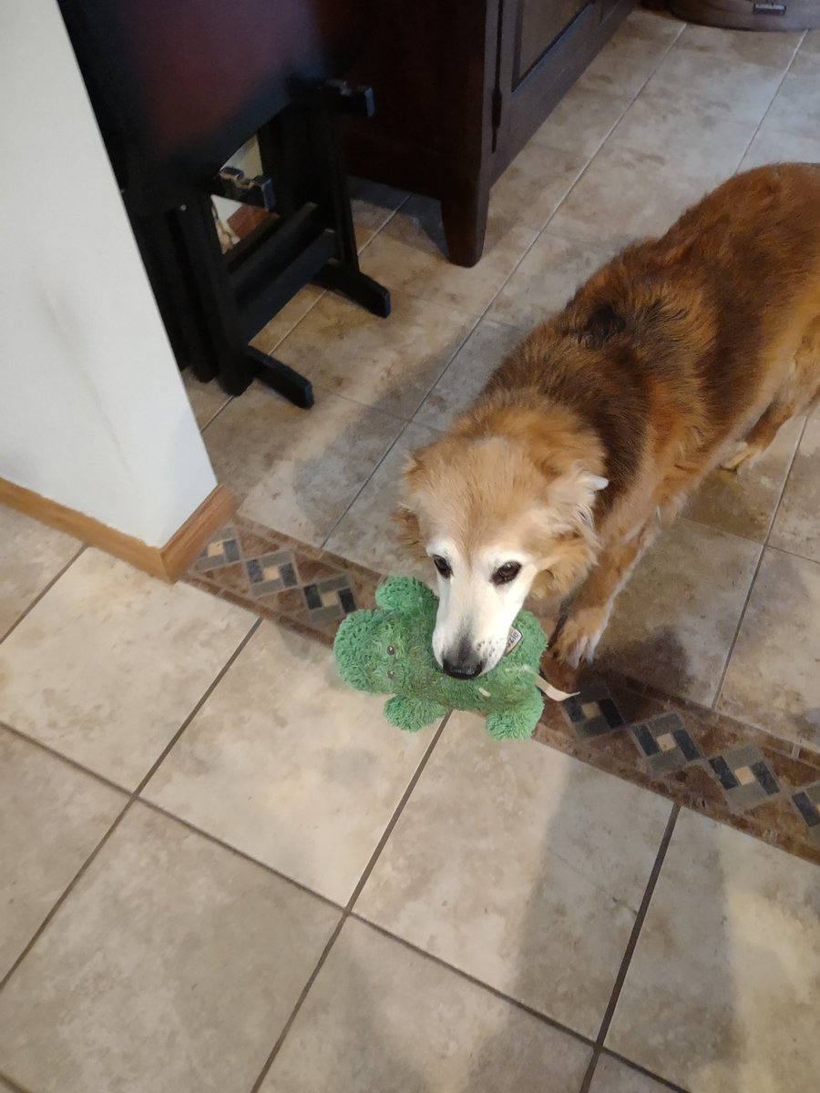 MVernon23's tweet photo. @WilsontheRetri1 Miss Kaylee...sweet ole lady https://t.co/OyIaRgI3IS