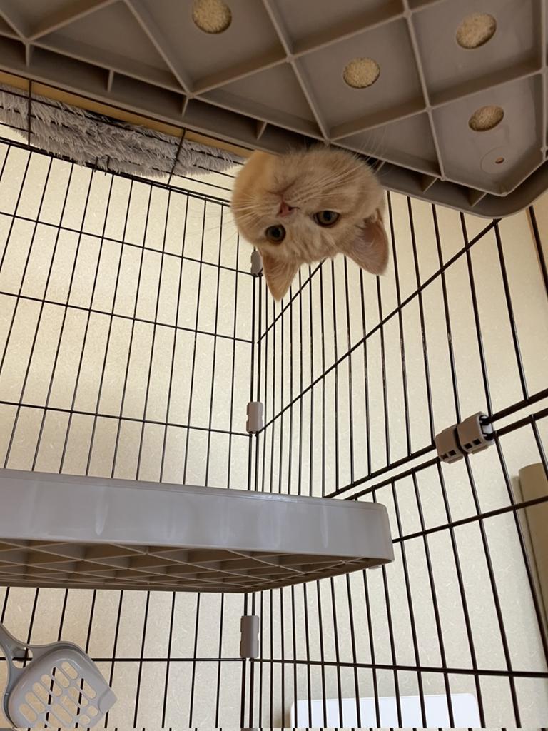 nekozuki_zukin's tweet photo. https://t.co/zJNI4oY46N

我が寝床へようこそ！
いらぁしゃせぇーぇ↗️🐱

#どうぶつの森
#ゆかいな仲間たち
#ねこ
#ねこ好き
#ねことの暮らし
#猫好きさんとつながりたい
#猫のいる生活
#cat
#猫
#猫すき
#猫さん
#猫部
#こてつ
#Gatto
#Gatta
#chat
#unchat
#kitton
#miao
#gato https://t.co/6e1XgAPSYa
