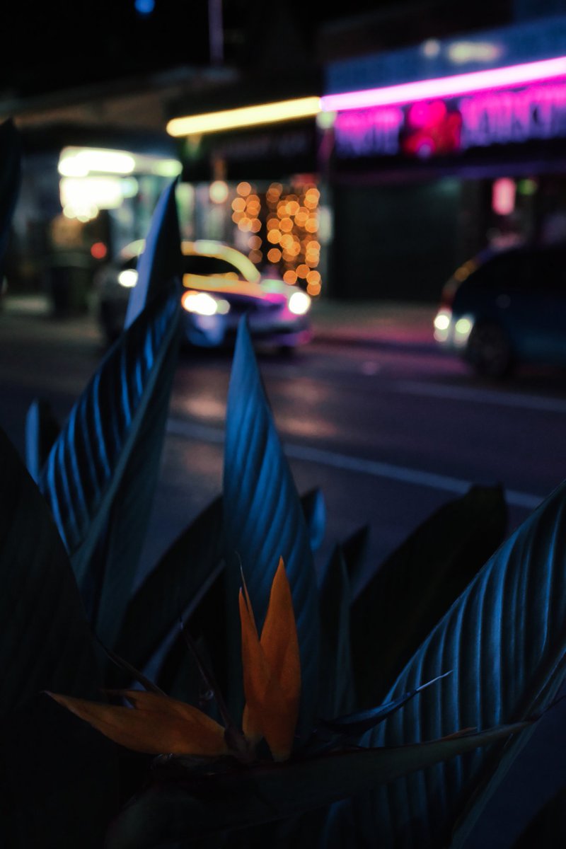 BrownlieMarc's tweet photo. A bokeh of flowers
#bokeh #streetphotography #urbanphotography #Brisbane https://t.co/vLMoihSHhX