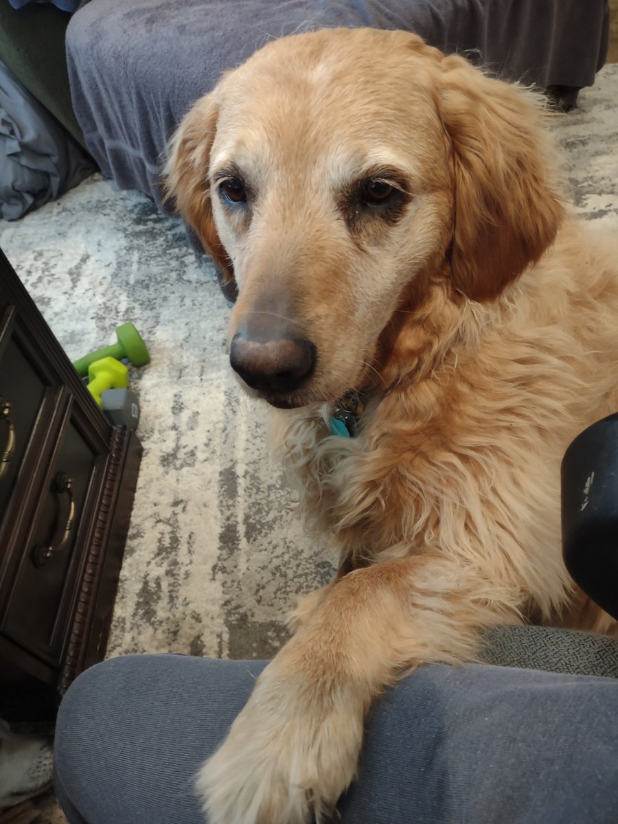 MVernon23's tweet photo. @WilsontheRetri1 McKenzie, I want you momma https://t.co/fife04UUdz