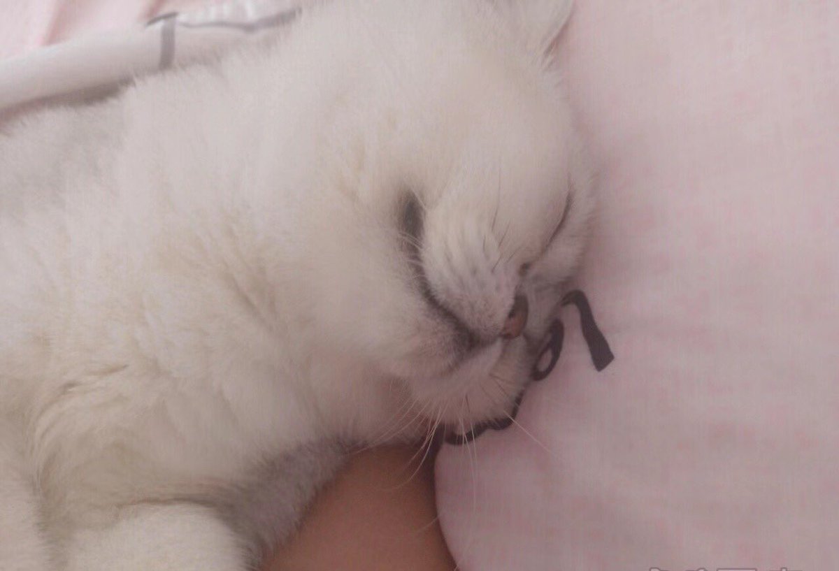 睡得跟猪一样……