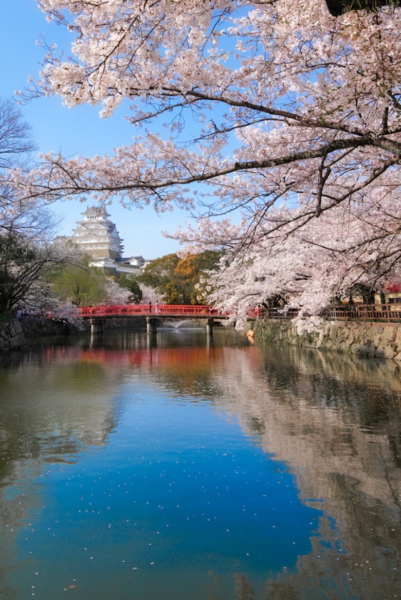 AgPhotogallery's tweet photo. 桜といったらやっぱりお城🏯

📍兵庫県 姫路市 姫路城 https://t.co/MvdyqSGz1R