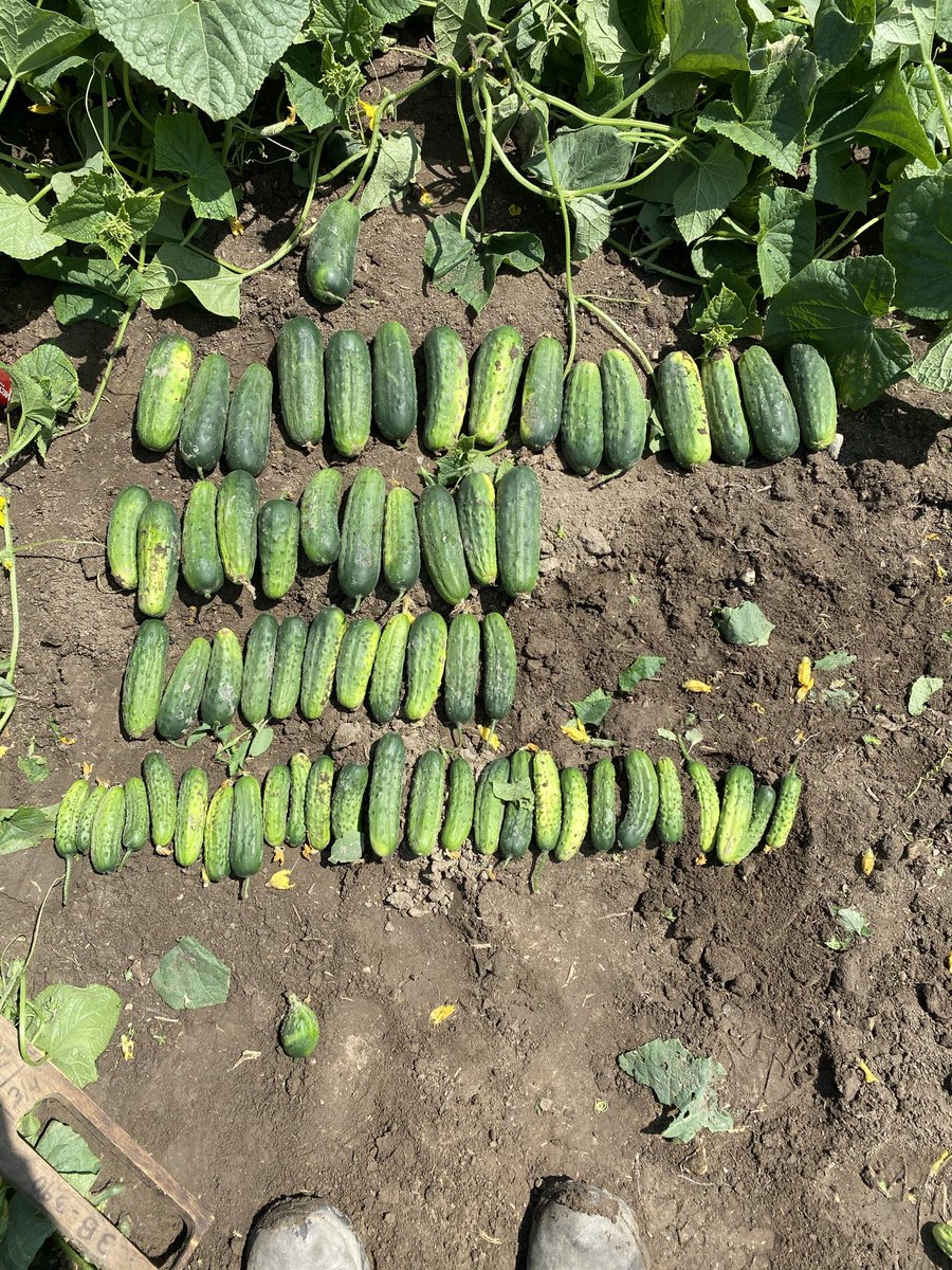 mike houghtaling tweet media