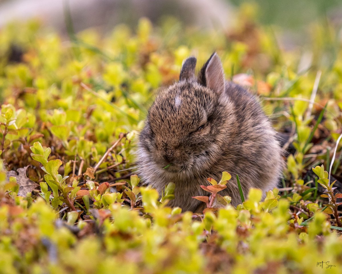 m_r_soper's tweet photo. Midday cuteness | Baby bunny
….
#nature #naturephotography #backyardphotography #nikonnofilter #puremichigan #puremittigan #michiganoutofdoors https://t.co/ADJYqWPqrG
