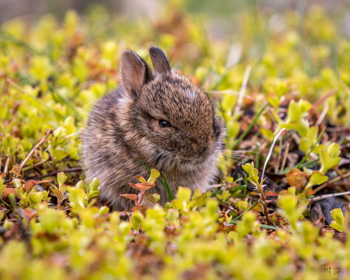 m_r_soper's tweet photo. Midday cuteness | Baby bunny
….
#nature #naturephotography #backyardphotography #nikonnofilter #puremichigan #puremittigan #michiganoutofdoors https://t.co/ADJYqWPqrG