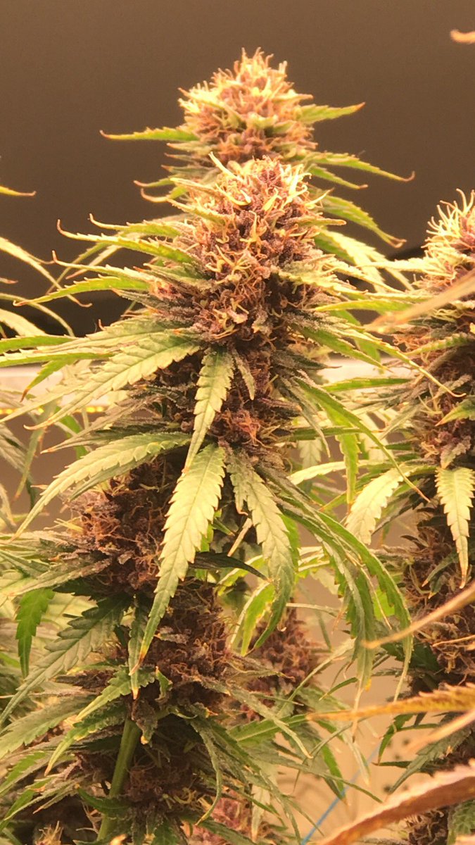 VTlamp369's tweet photo. Oldschool OG kush 45 days flowering
#OG https://t.co/R0xaeSCEs6