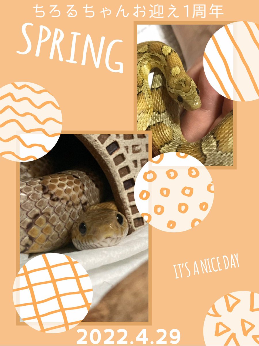 渋皮@へびマルシェ主催 tweet media