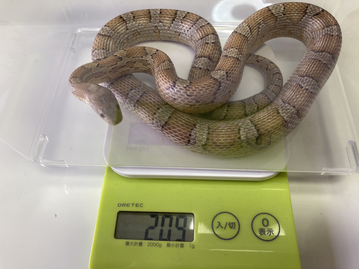 渋皮@へびマルシェ主催 tweet media