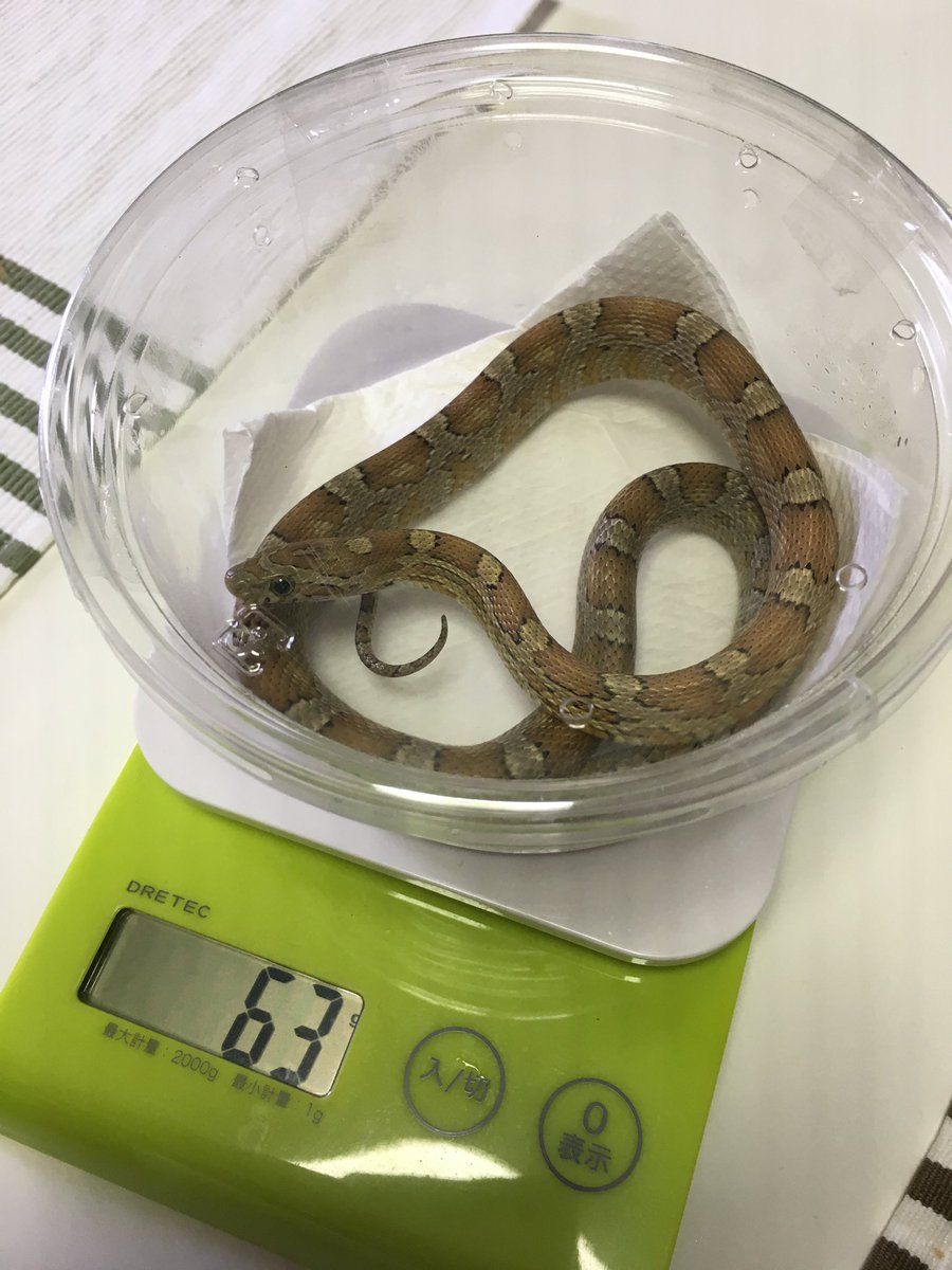 渋皮@へびマルシェ主催 tweet media