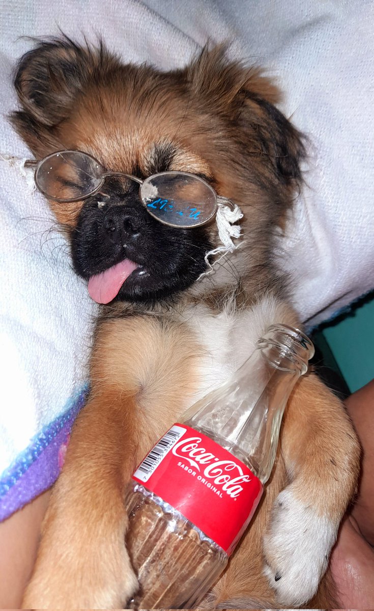 GuelmisB's tweet photo. Le voy a tirar una foto a mi perro,
Automaticamente el,
Mami respeta mi flow https://t.co/n3xVHmdVW2