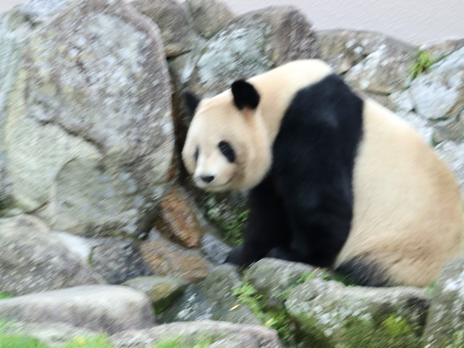 らぱんだ (@tantan593) / X