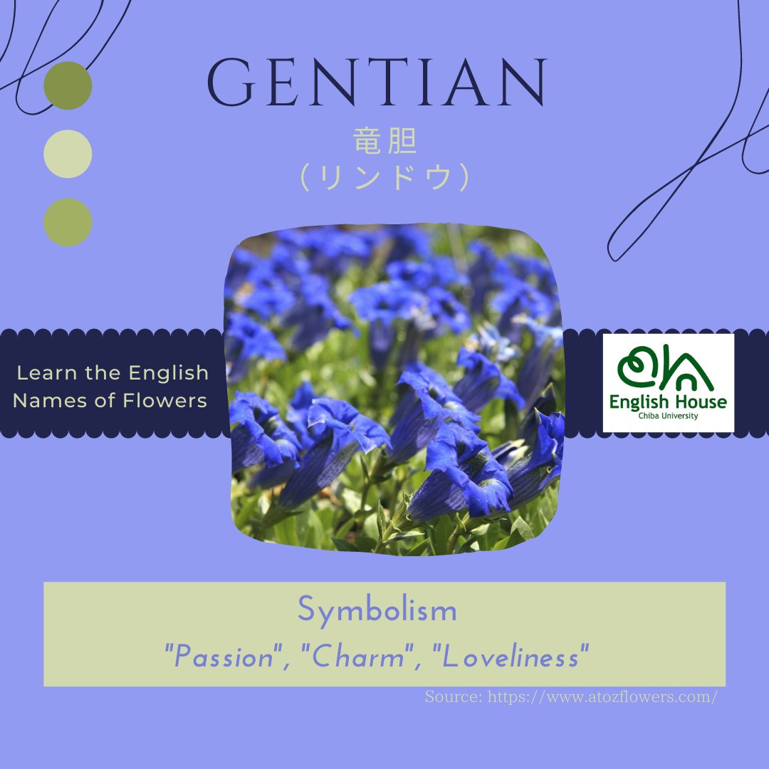 千葉大学 English House Learn The English Names Of Flowers Today S Flower Is Gentian リンドウ Chibauniversity Englishhouse 春から千葉大 千葉大 T Co 5dazbnntak Twitter