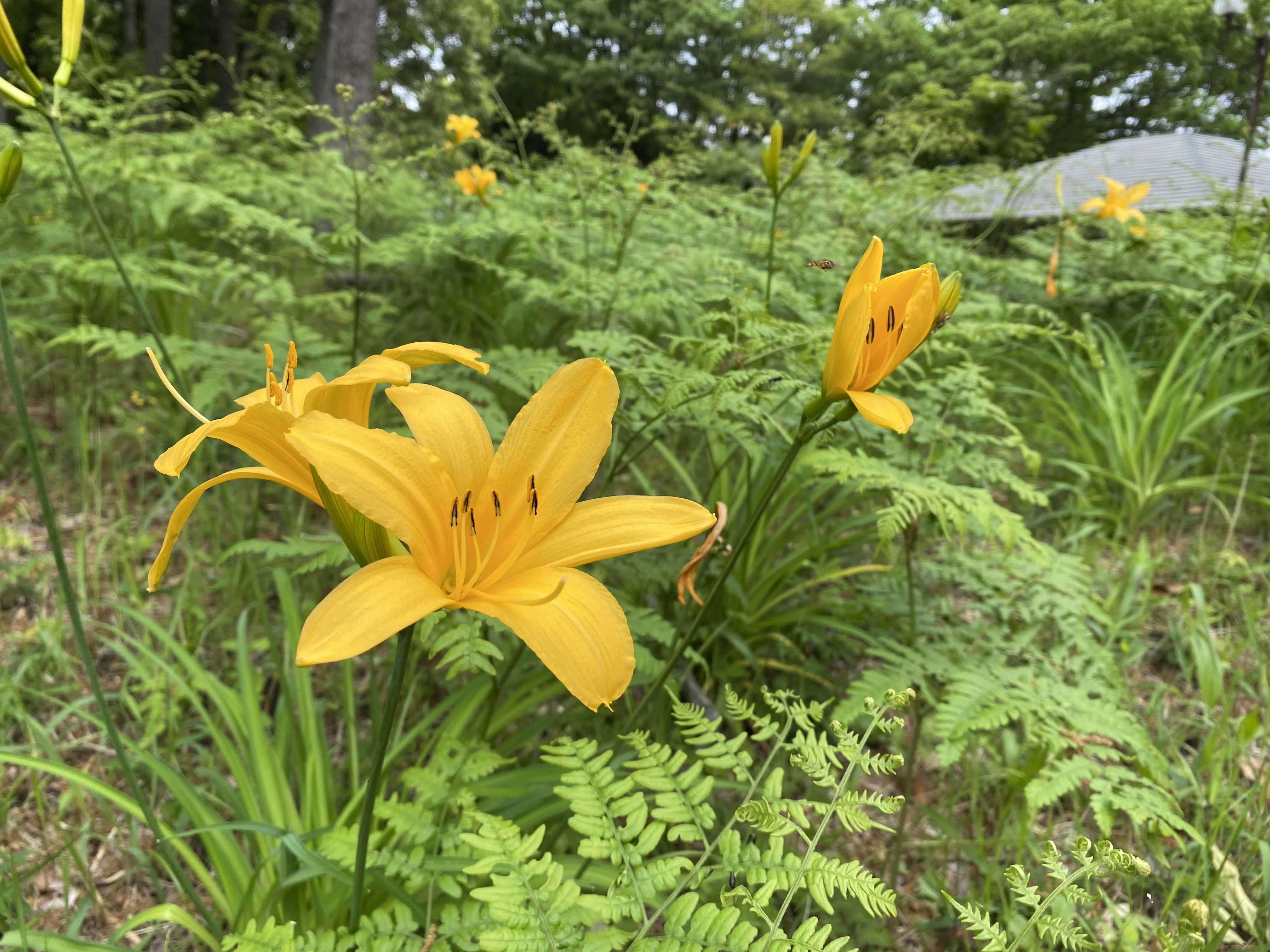府中市郷土の森博物館 公式 En Twitter 園内では ムサシノキスゲ が見頃です 府中 郷土の森博物館 花 ムサシノキスゲ T Co Nli17pewo1 Twitter