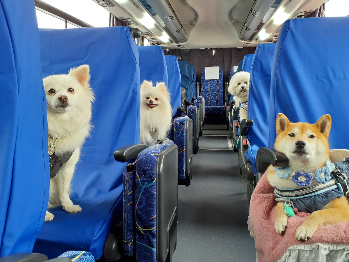 バスの中で飼い主を待つ犬さんたちの中で謎の貫禄を出す柴犬さんがじわじわくる なんて眼福なツアー Togetter