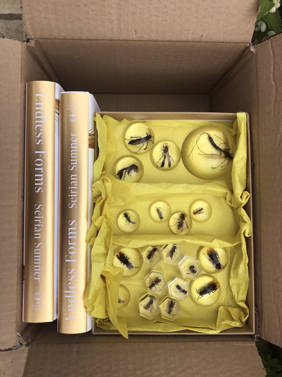 WaspWoman's tweet photo. Delighted to parade some gorgeous wasp art, painted by my talented neighbour @sebrunskill @The_Astons on my local #indiebookshop tour today: a perfect centrepiece on my box of wasp delights! #EndlessForms @zcosini @ArabellaPike @WmCollinsBooks #Oxfordshire #books #wasplove https://t.co/5KXwMUSRPv