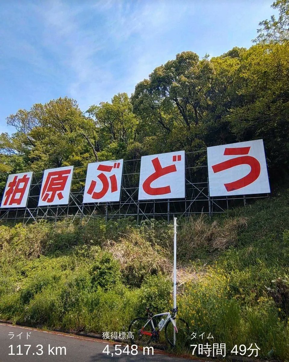 shin1roushin1r1's tweet photo. #ハーフエベレスティング　した😁（15ぶどう🍇）10本過ぎたあたりからタンポポの本数を数えながら登ってた。#ぶどう坂　#葡萄坂　#ロードバイク2年生　#lapperre https://t.co/fd03IRC30S